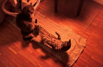 romantisches Kaminknistern oder jugendlicher Leichtsinn??? 🙀lustige Katzenvideos 😹 #cats