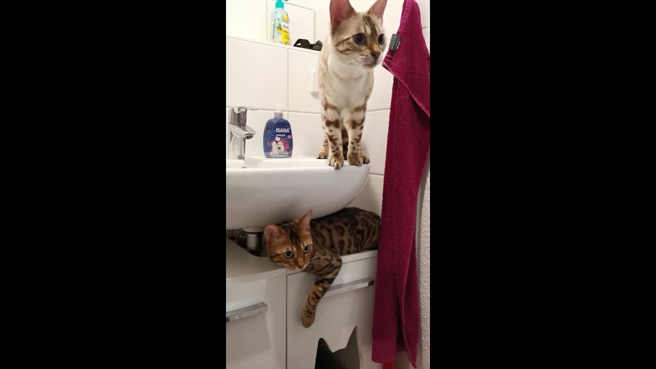 selber gebautes Katzenklo – auch hier finden Bengalkatzen einen Platz zum Spielen ;)