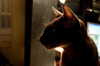 shaman and simons cat