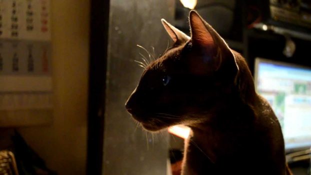 shaman and simons cat