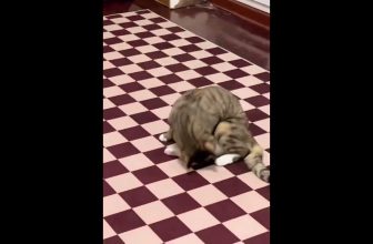 sportlichste Katze #Shorts #Katzenvideos