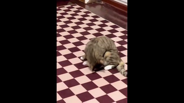 sportlichste Katze #Shorts #Katzenvideos