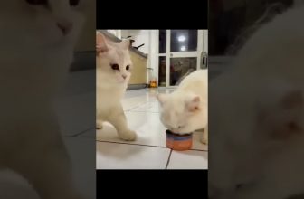 süßeste Katzenvideo #Shorts #Katzenvideos