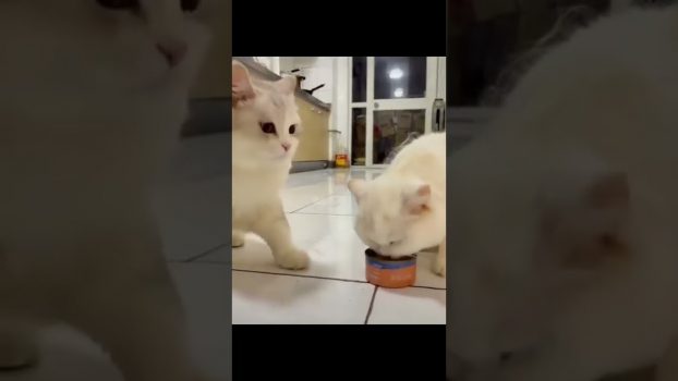 süßeste Katzenvideo #Shorts #Katzenvideos