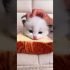 Funny cat | cute cats and dogs reaction animals doing funny things #funnycats #shorts #cats #609