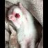Funny cat | cute cats and dogs reaction animals doing funny things #funnycats #shorts #cats #624