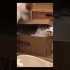 Funny cat | cute cats and dogs reaction animals doing funny things #funnycats #shorts #cats #647