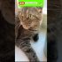 Lustige Katzenvideos #Shorts Funny Cats Witztig
