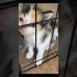 Funny cat | cute cats and dogs reaction animals doing funny things #funnycats #shorts #cats #620