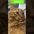 Funny cat | cute cats and dogs reaction animals doing funny things #funnycats #shorts #cats #543