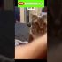 Funny cat | cute cats and dogs reaction animals doing funny things #funnycats #shorts #cats #612