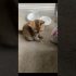 Funny cat | cute cats and dogs reaction animals doing funny things #funnycats #shorts #cats #636