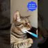 funny cats,  lustige Katzen Videos # Shorts #cats #Katzen #lustig