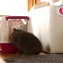 Katzentoilette – PeeWee EcoHus